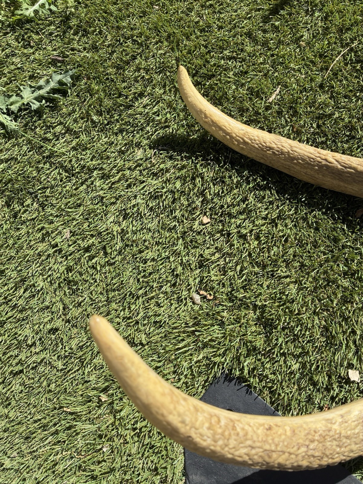 Large Set Of 6x6 Elk Sheds ~ Elk Antlers ~ Mounted Removable