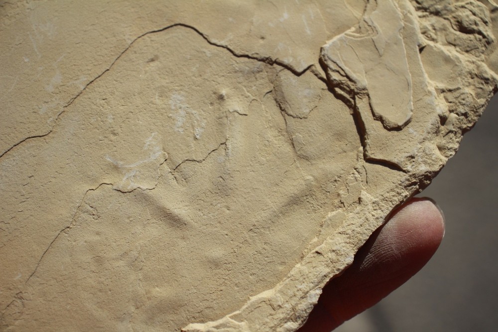 One Fossil Bird Track on Front