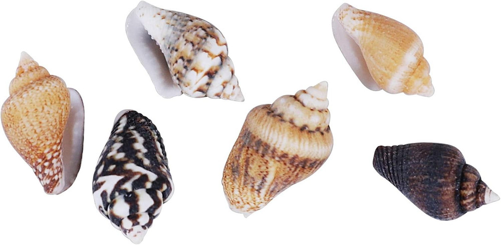 2000 PCS Tiny Mini Small Sea Shells for Crafting Spiral Conch Shells for Crafts