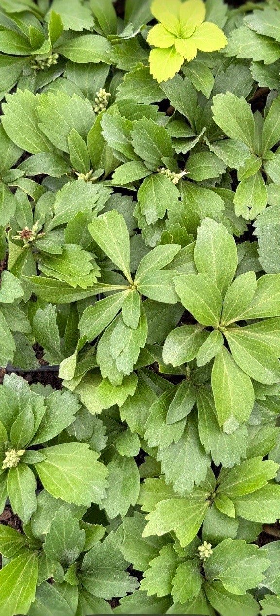 Pachysandra Terminalis 1,000 Rooted Plants