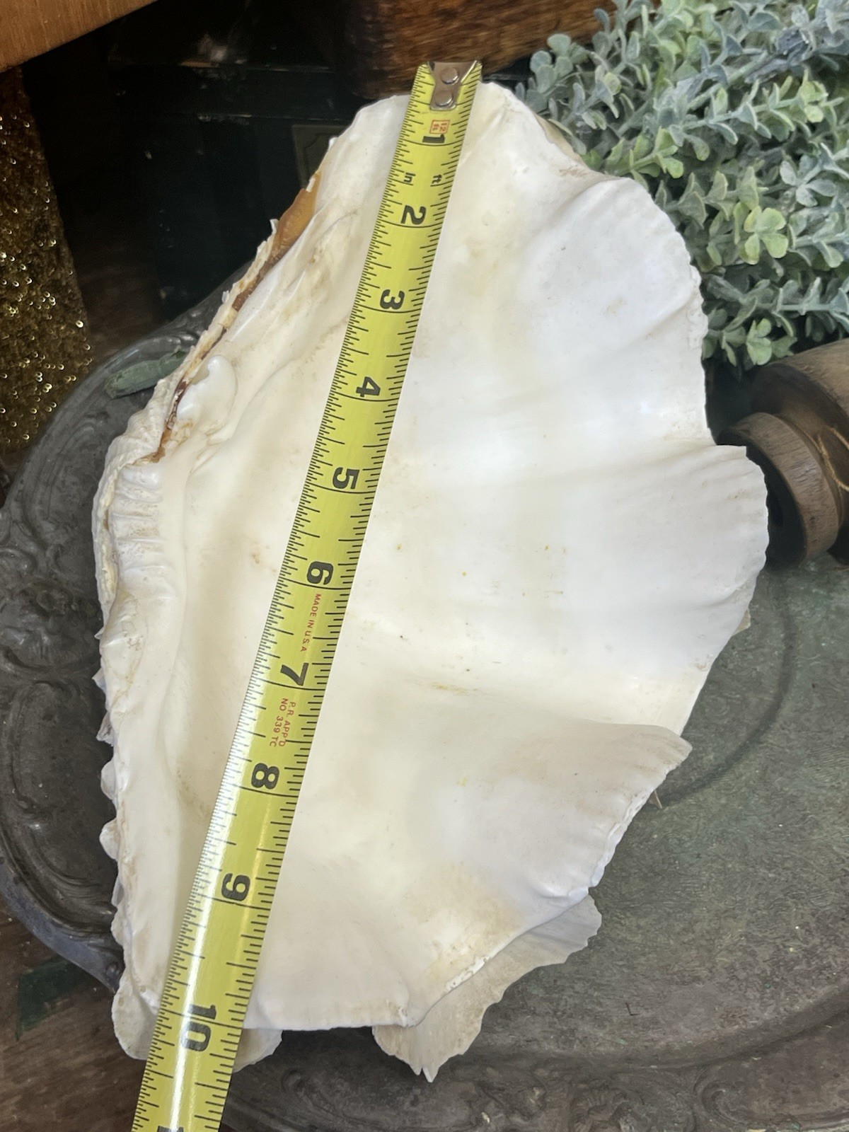 NATURAL REAL GIANT 10” CLAM SHELL SEA SHELL OCEAN SEA Tridacna Gigas