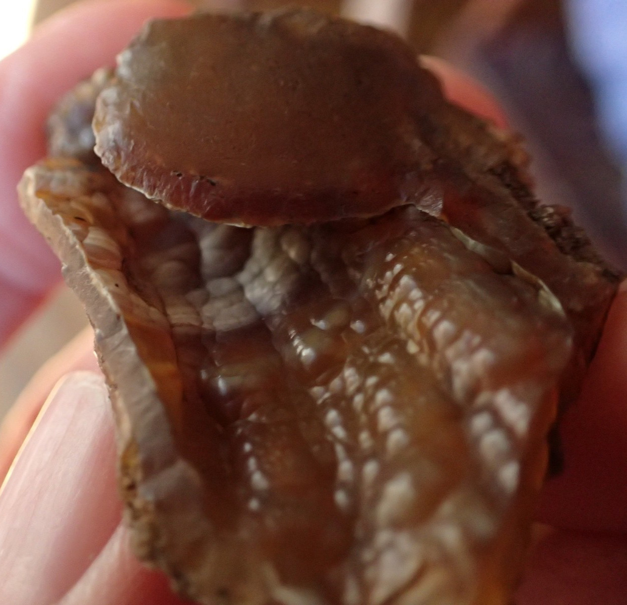 Botryoidal Fossil Coral Geode Fragment GA Agate Amber Ocean Specimen Gem WC17