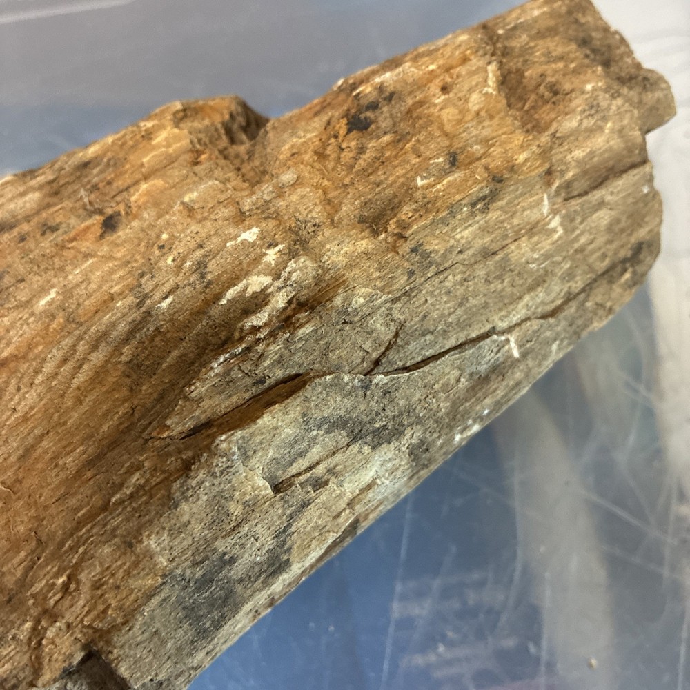 petrified wood rough