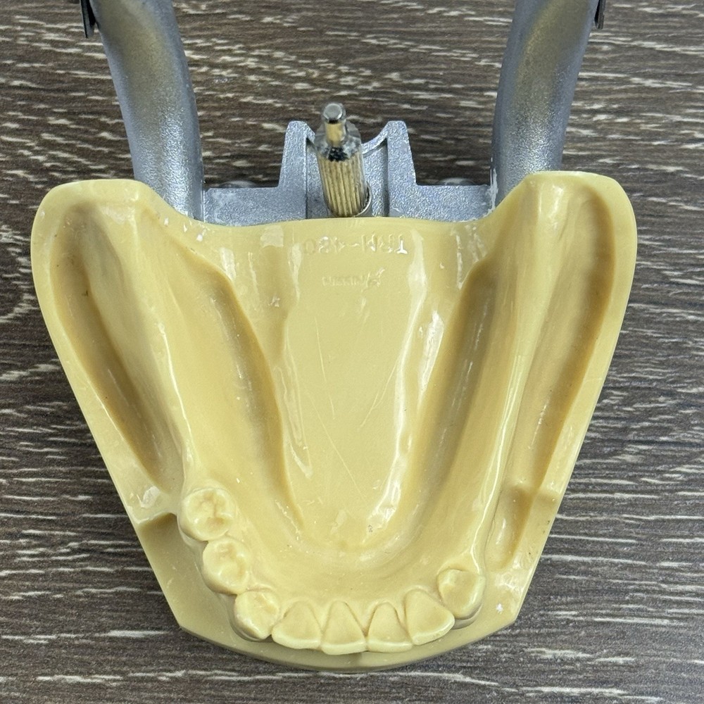 Kilgore Nissin TRM-480 Typodont Edentulous Partial Denture Model Practice