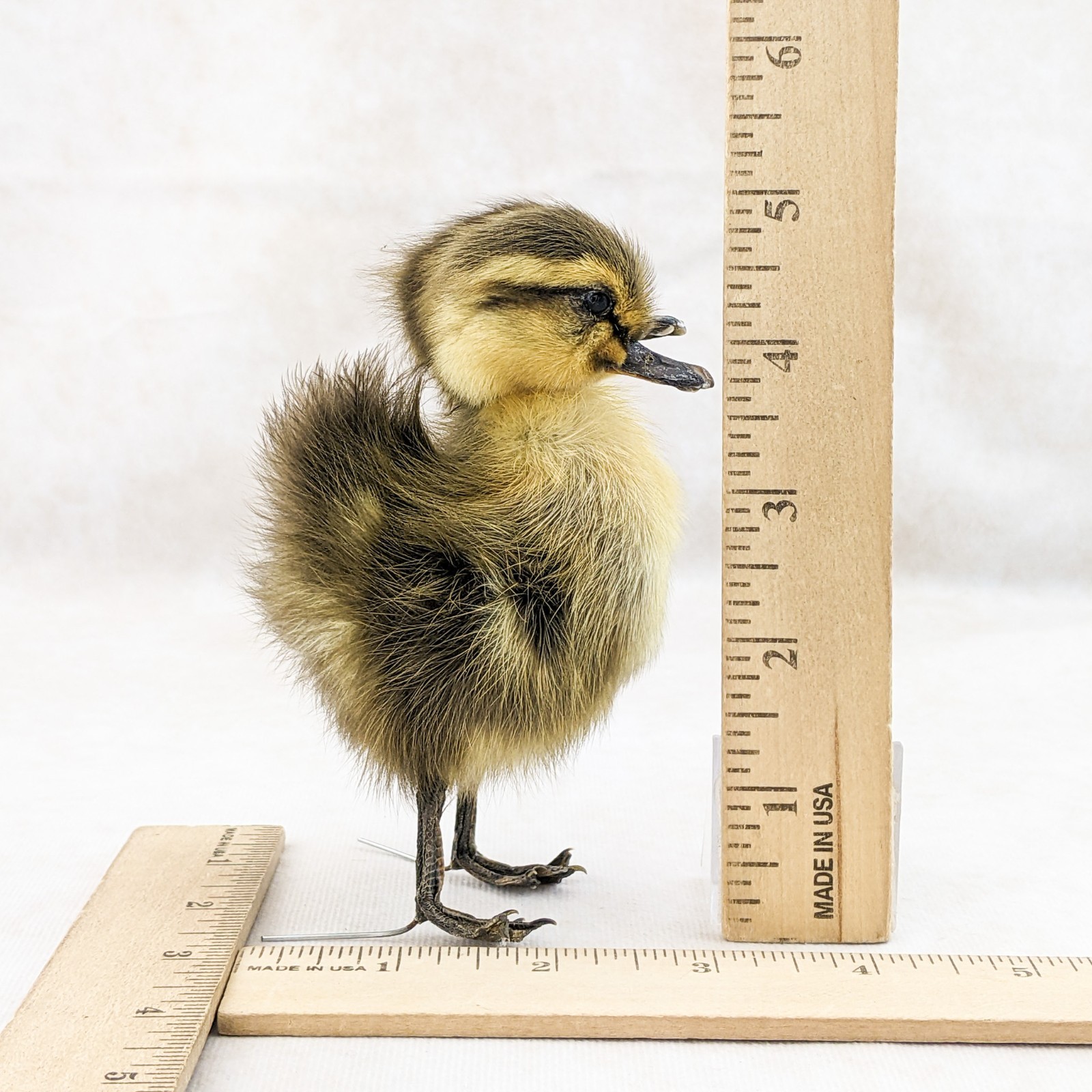 Two 2 Headed Duck Duckling Oddity Curiosity sps: Anas Platyrhynchos domesticu