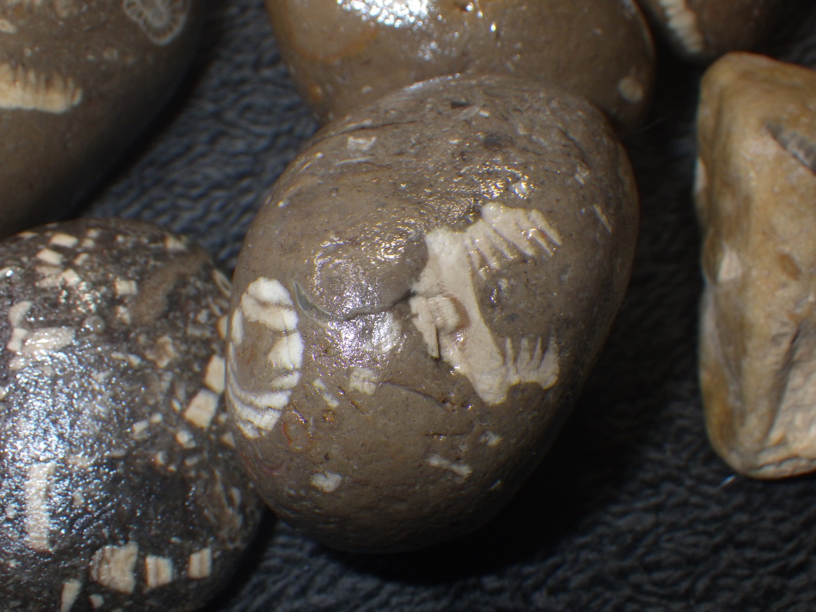 Crinoids Stones Fossils