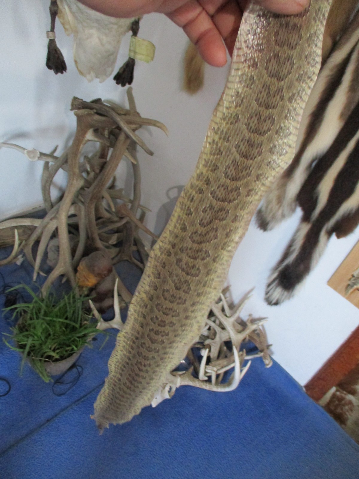 rattlesnake skin prairie rattle snake hide DRY NOT TANNED wrap 34 in. P3