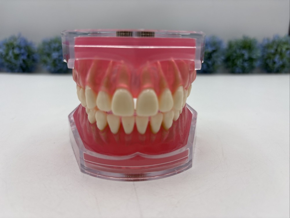 Dental Typodont Practice Removable Teeth Model M7008