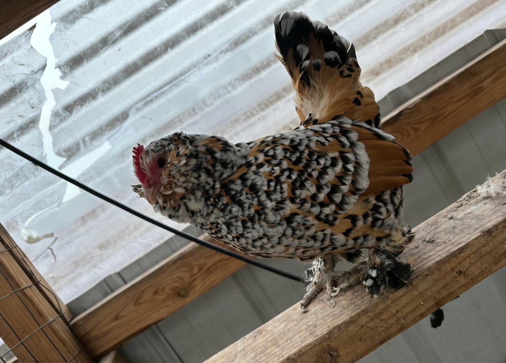 6 Belgian Millie Fleur D’uccles Hatching Eggs