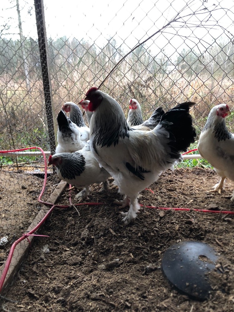 6 Light Brahma Hatching Eggs NPIP  Certified flock