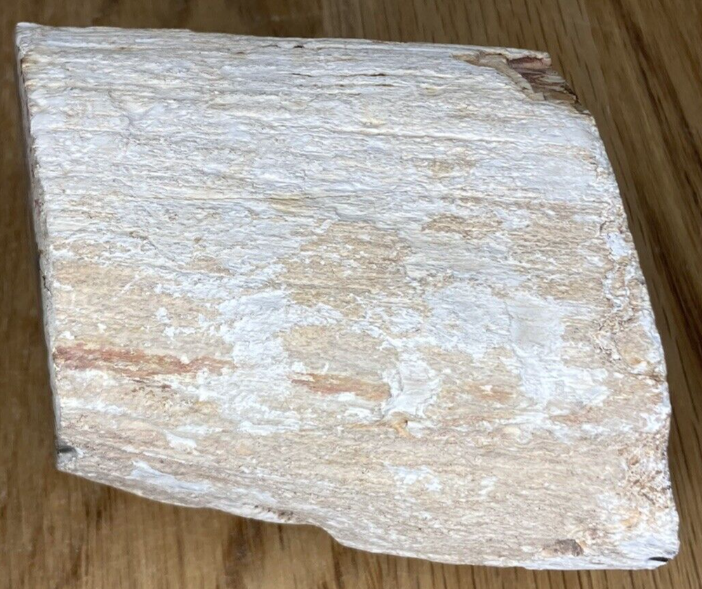 Fossil Specimen, Silicified Tree Branch Section, USA, 90mm