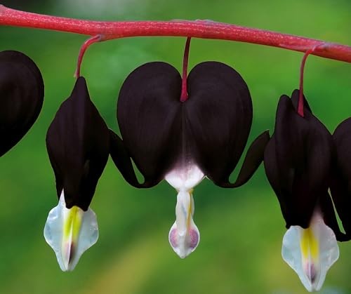 20 pcs Rare Mix Color Red Pink Purple White Bleeding Heart Seeds Shade Flower