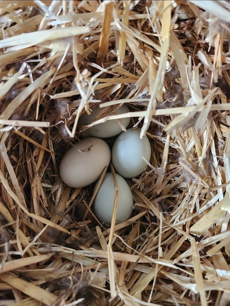 6  Mixed Color Call Duck Hatching Eggs