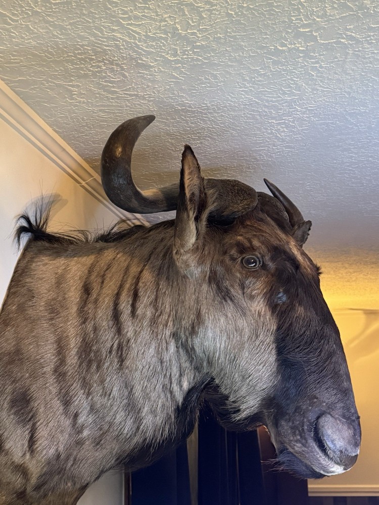 Wildebeest Mount