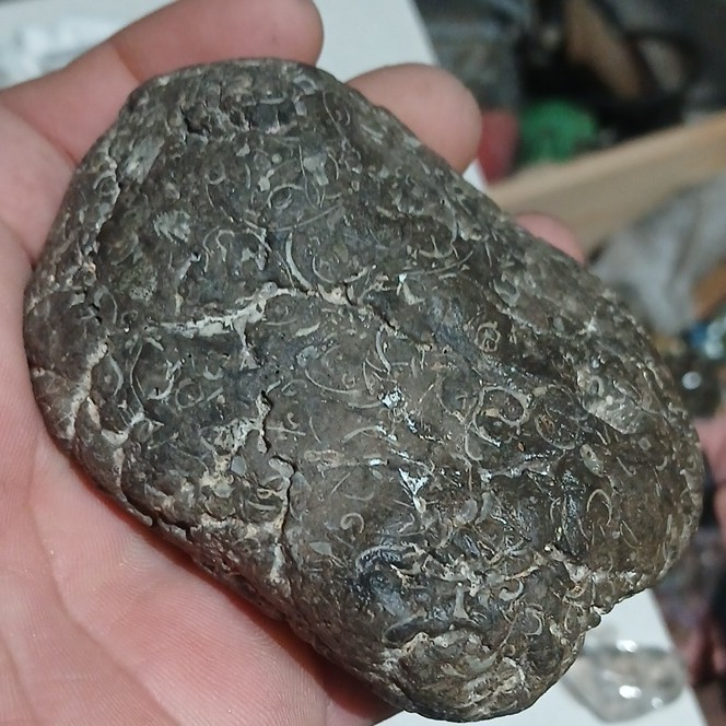 Fossilized Stone with Visible Shell Impressions and Fossil Patterns, 12cm