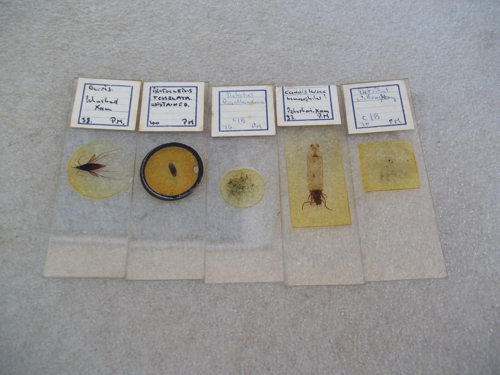 Vintage Glass Microscope Slides