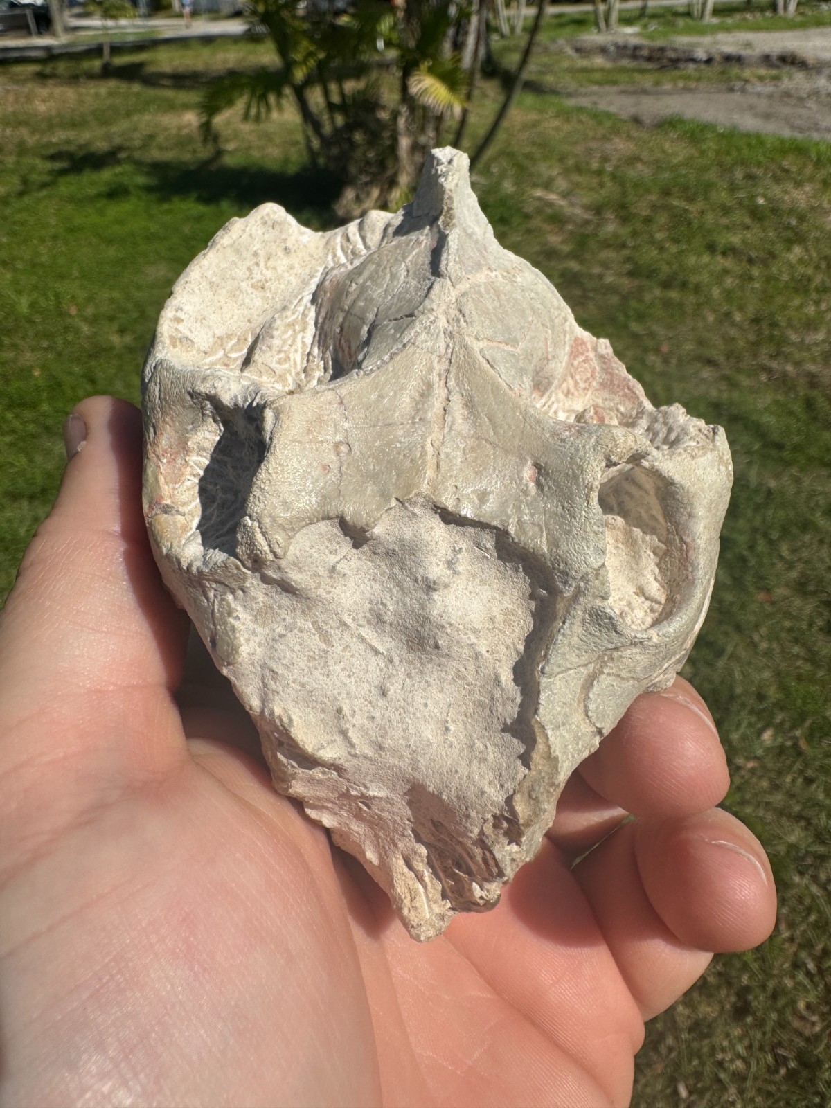 BEAUTIFUL PREP WHITE RIVER OREODONT LEPTAUCHENIA SKULL JAW TEETH BONE FOSSIL