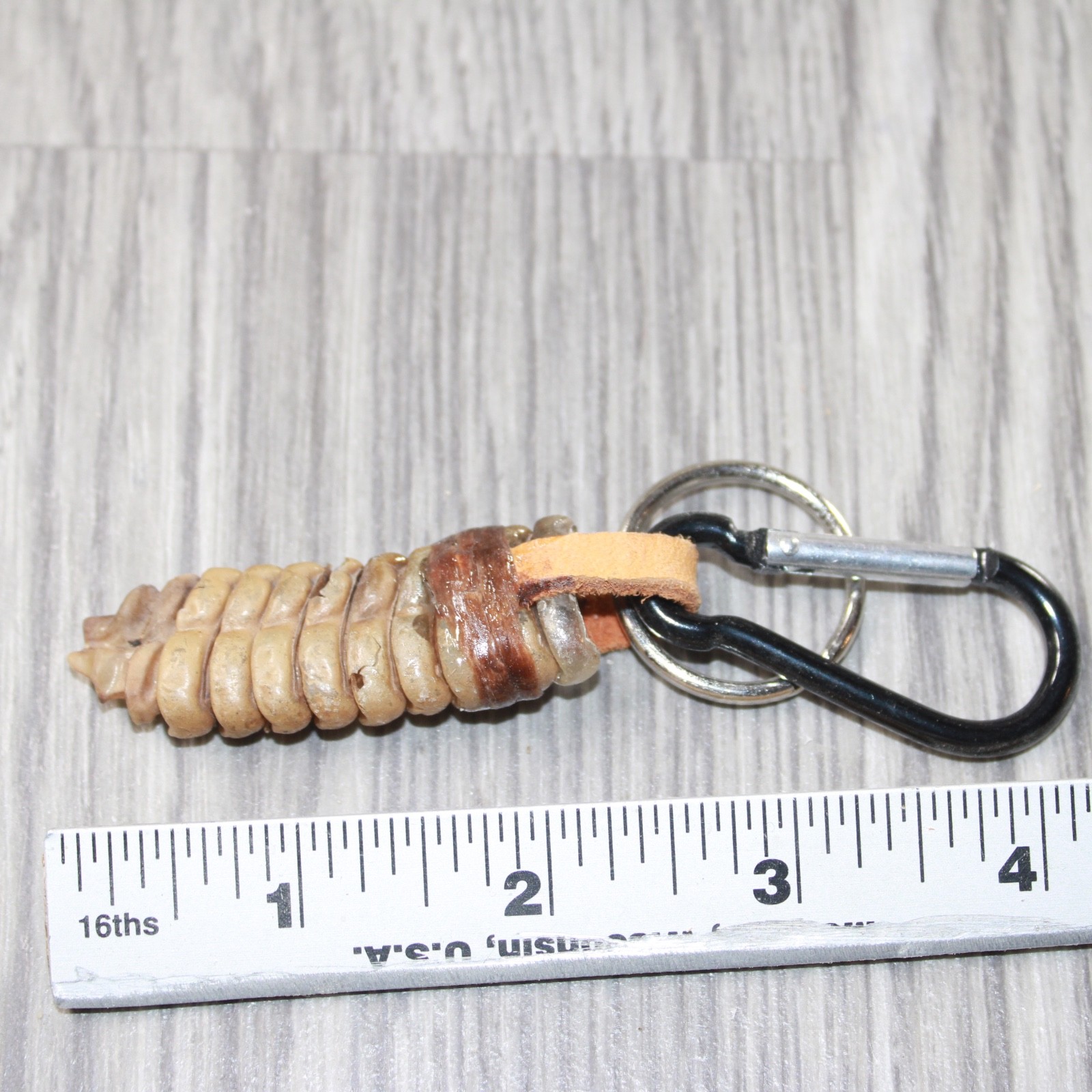 Very Large Rattlesnake Rattle Key Ring #4662 Mountain Man Key Chain