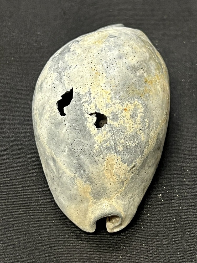 EXTINCT FOSSILIZED COWRIE Shell From Central Florida - Pliocene Era.
