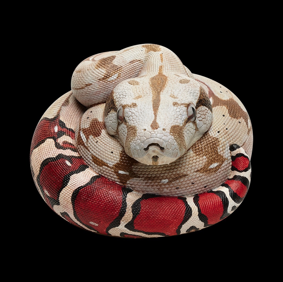 【In-Stock】 Animal Heavenly Body Red-tailed Boa constrictor Snake Statue