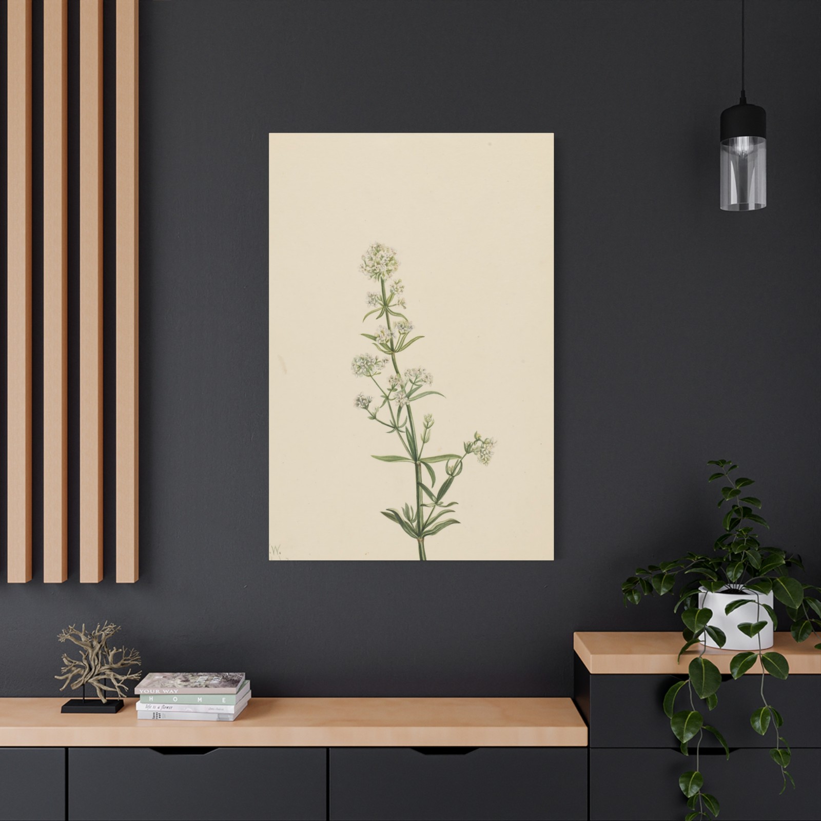 Mary Vaux Walcott - Northern Bedstraw (Galium boreale) - Canvas Wall Art