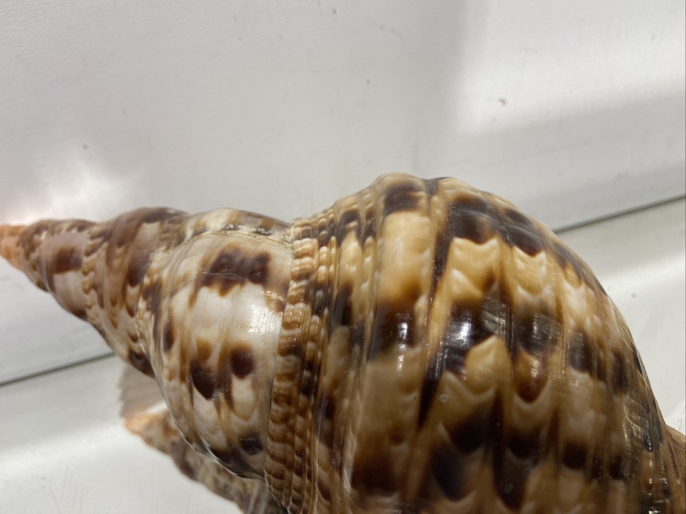 Seashell Large Size From Collection Rare and Beautiful