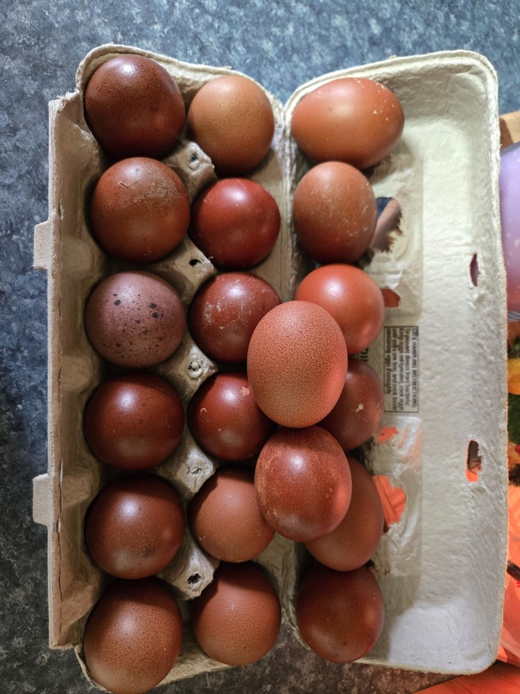 Maran Black Tail Red Maran Hatching Eggs 12 +
