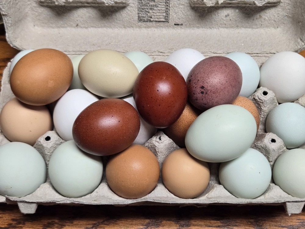 Maran Black Tail Red Maran Hatching Eggs 12 +