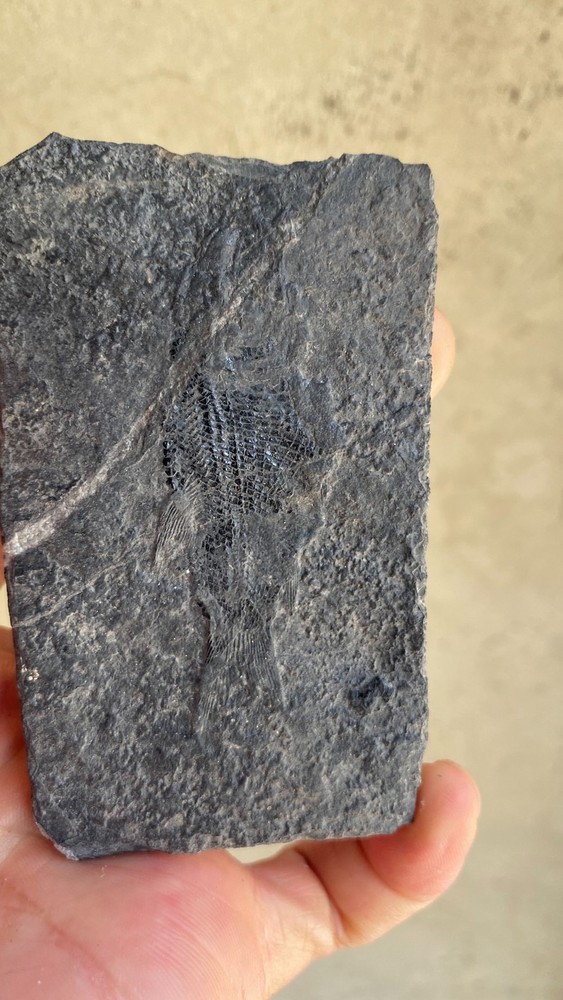 Unique and authentic fossilized fish like stone A21