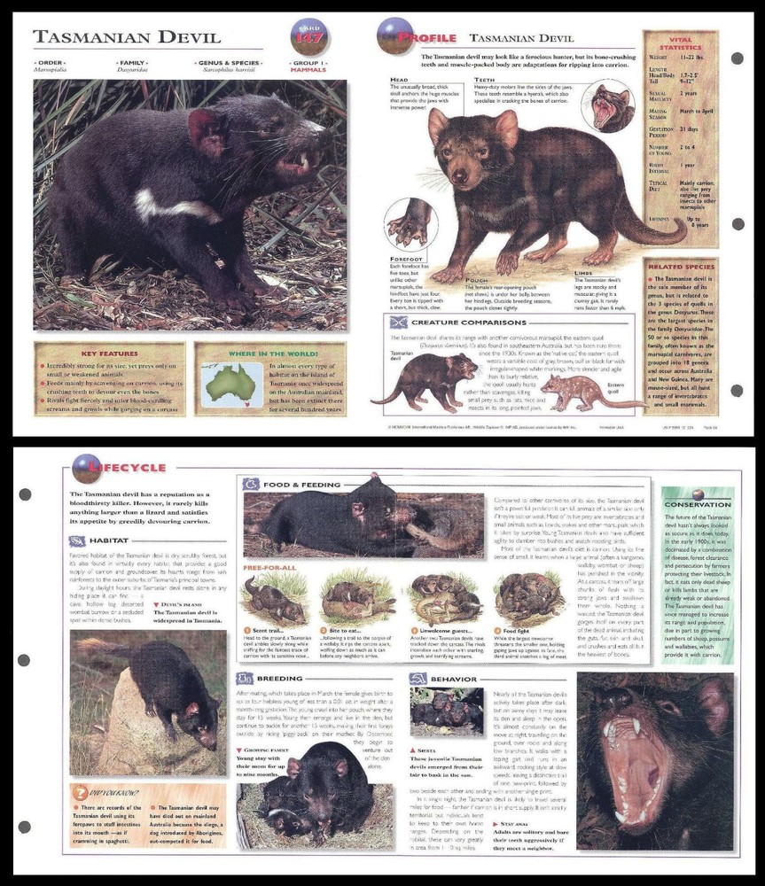 Fold-Out Sheet - Tasmanian Devil - 147