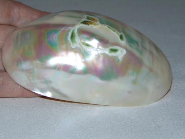 Natural Vintage FRESH WATER CLAM Polished Seashell, From Kanchanaburi, Thailand