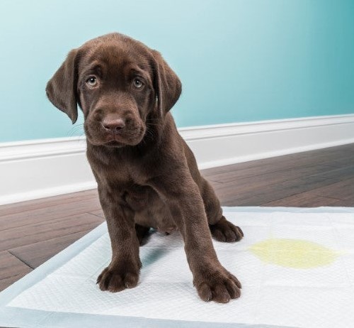 Pet Training Pee Pads - 100pk
