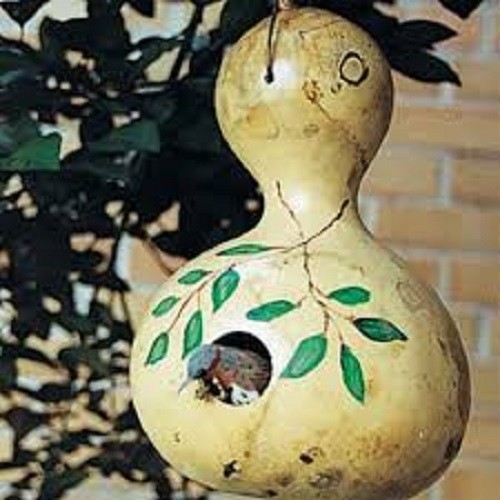 Premium Birdhouse Bottle Gourd - Most Popular Gourd - Let Your Imagination Go!