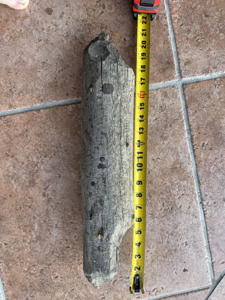 Beaver Stick Chewed Visible Teeth Marks