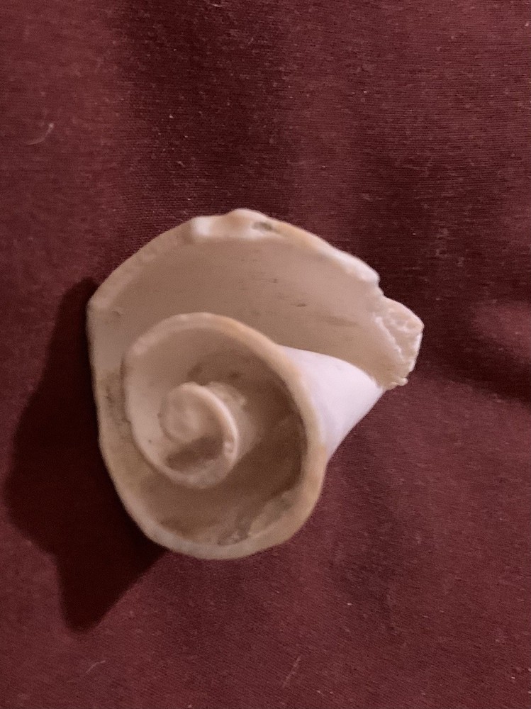 Lot Of 16 Fossilized Shells