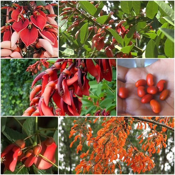 MULUNGU Bark Extract ~ Powerful Folk Tincture ~ Multiple Sizes Amber Bottles
