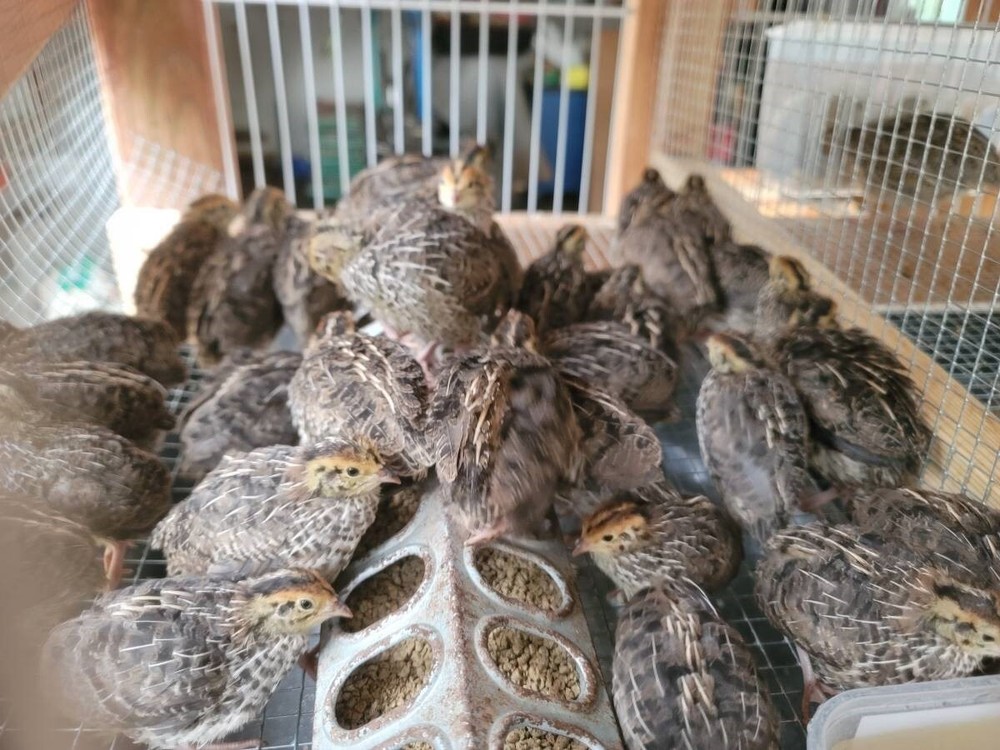 12 Fertile Coturnix Quail Hatching Eggs