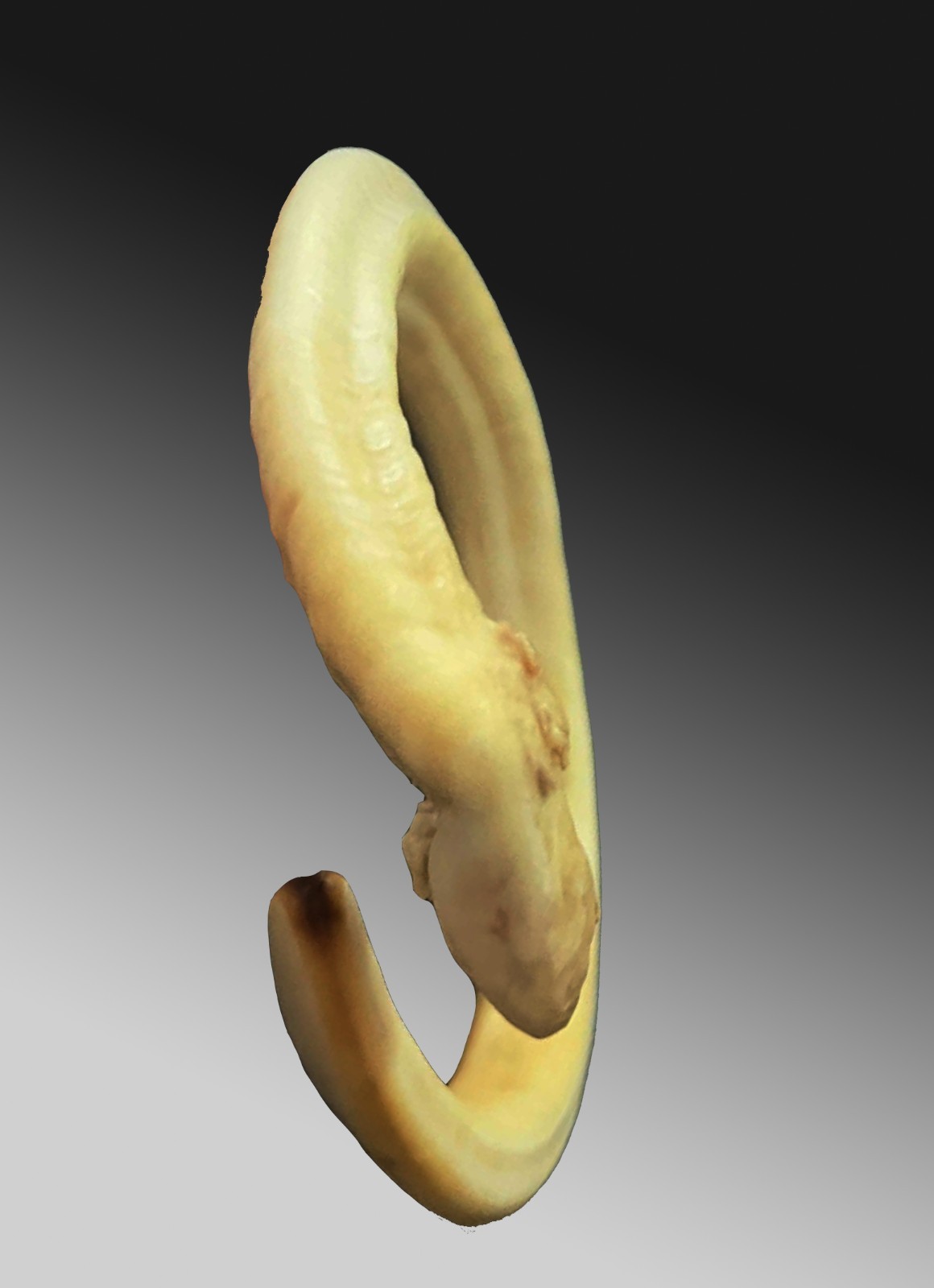 Pig tusk bracelet Currency exchange Vanuatu