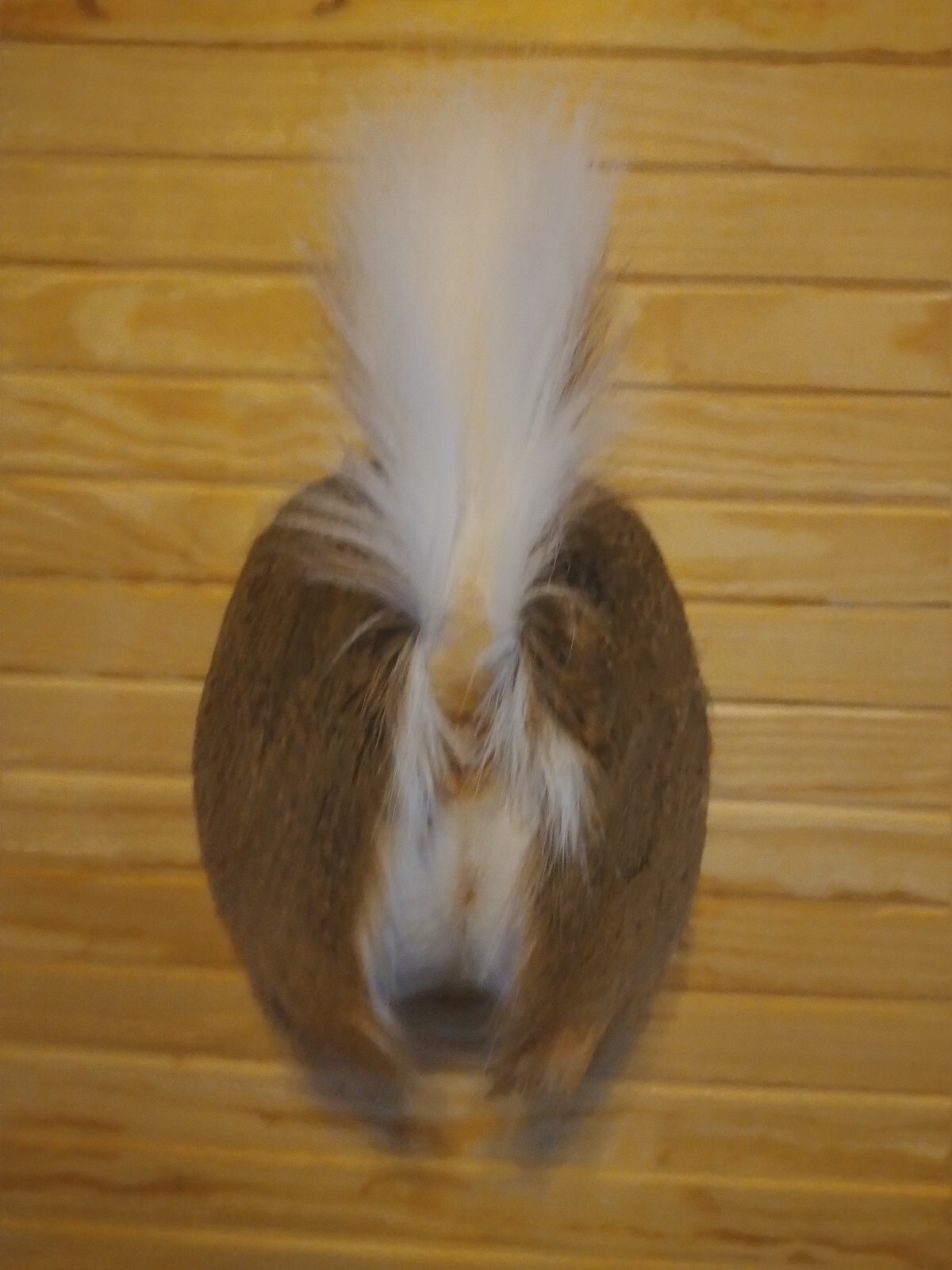 deer butt  , deer rear end , TAXIDERMY, whitetail