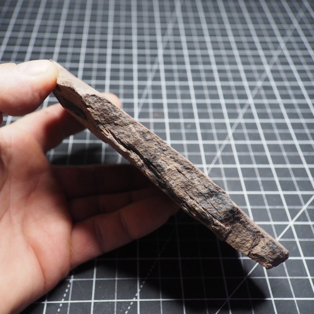 Starfish Feeding Track Ordovician Morocco