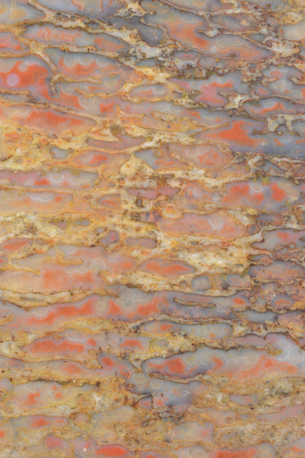 Agatized Dinosaur Bone, Utah, EX Shirley Collection, 275 grams