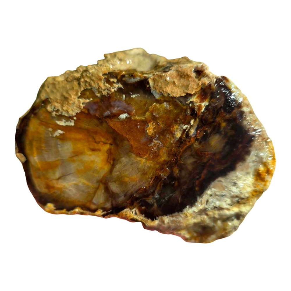 Pacific Northwest Petrified Wood Random Pull Saddle Mountain