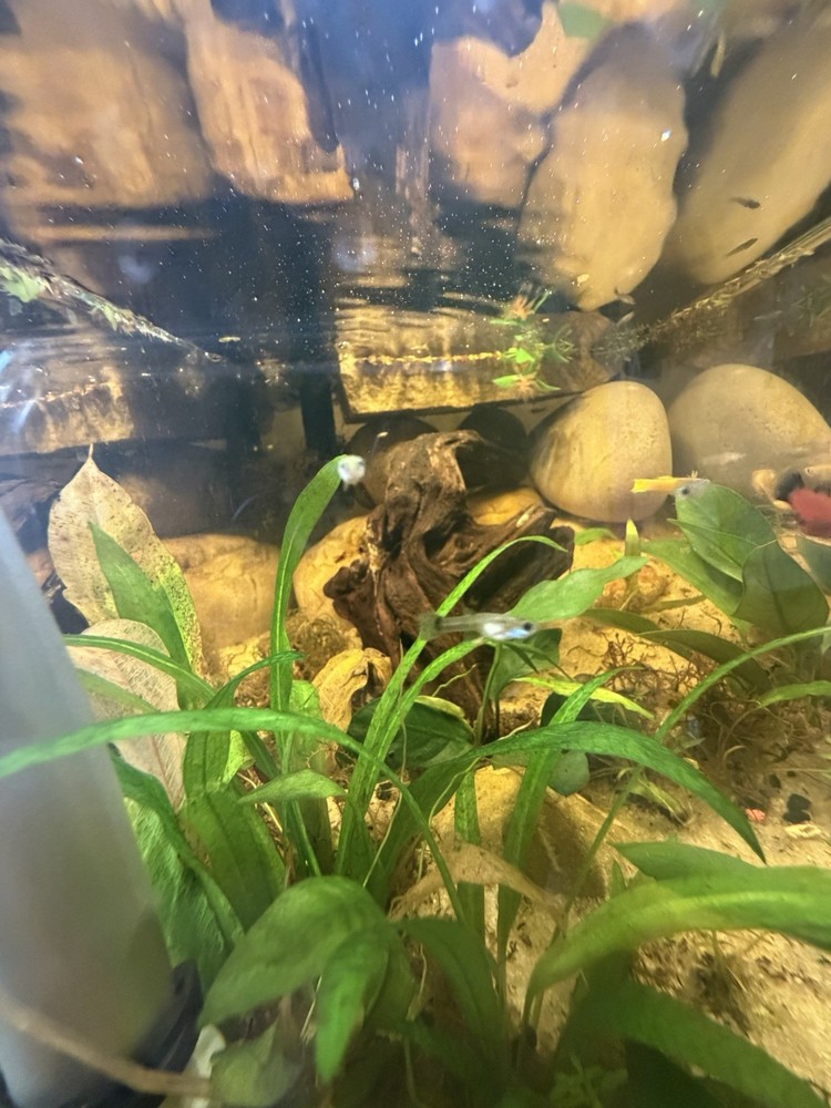 Mutt guppies fish. Lot
