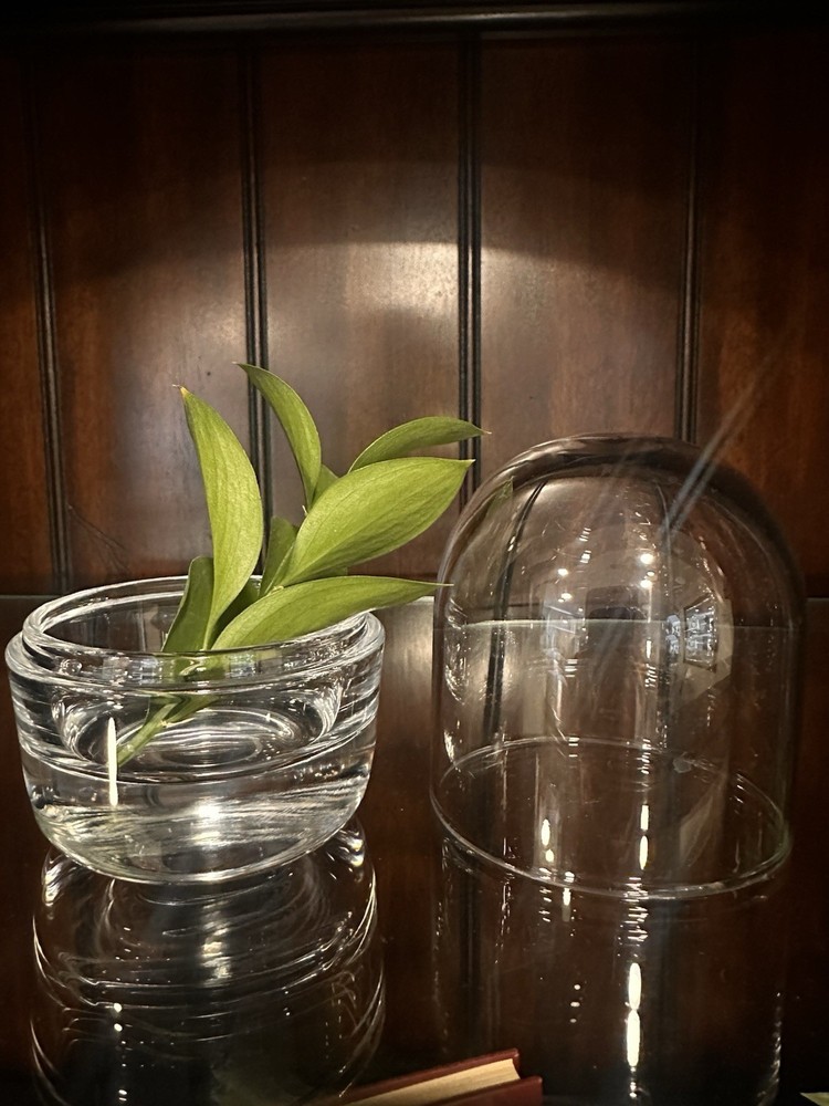 Glass Dome Terrarium 5” Thick Solid Clear Base For Plants