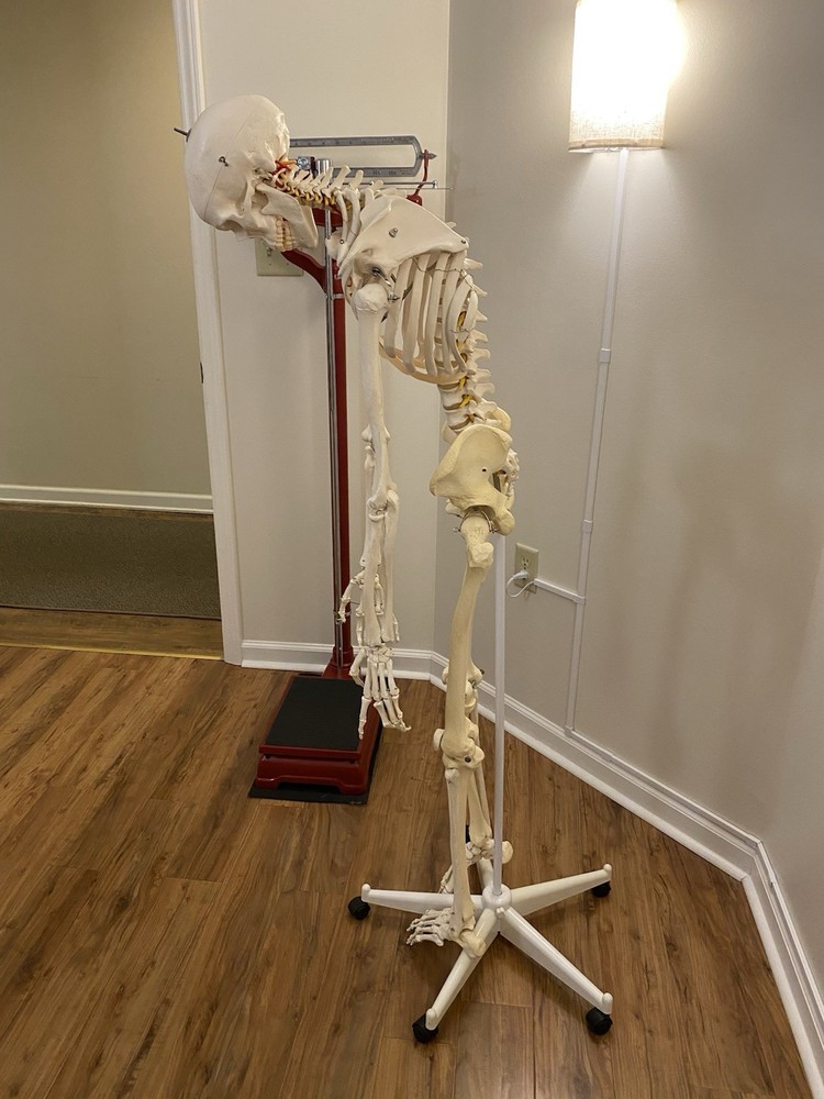 Fred The Flexible Skeleton Anatomical Model