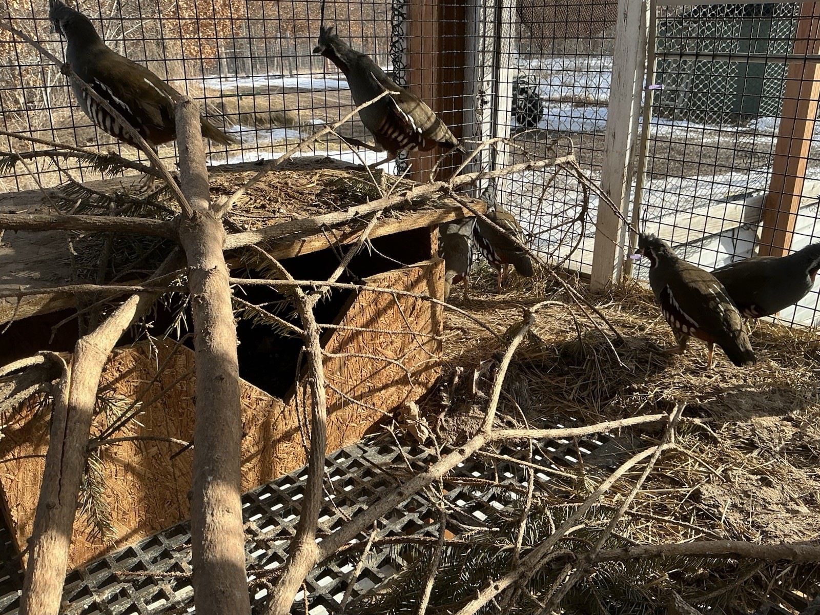 PRESALE Mountain Quail Hatching Eggs Qty 10+2 Shipping Late April Or May