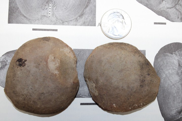 Mazon Creek Fossil Bivalvia Clams Molluscs Fossils Pennsylvanian Period R7