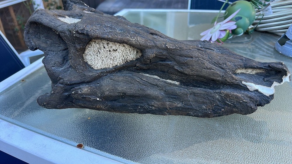 Large Fossilized Stegosaurus Dinosaur Skull Replica Cast