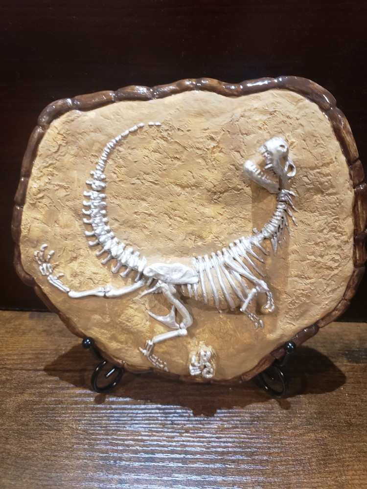 T-Rex Dinosaur fossil display