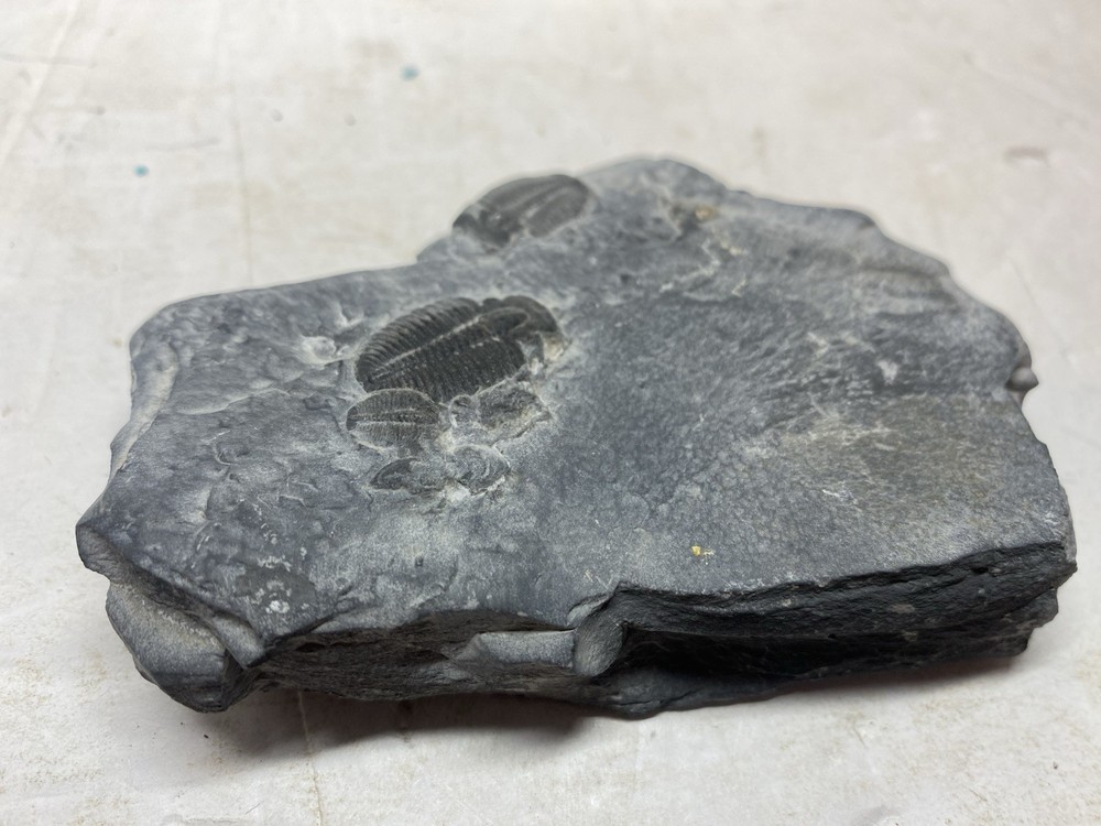 Large Multiple Trilobite Fossil Slab
